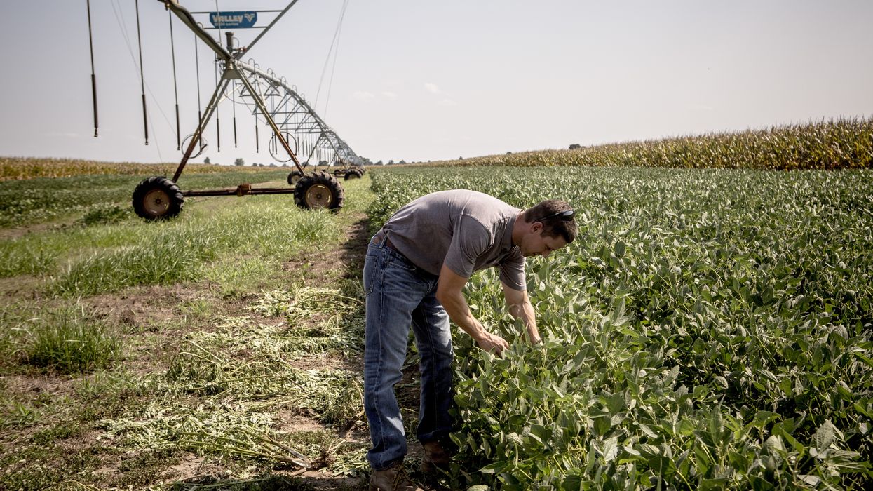 Farmer Brad Rose, who doesn't use dicamba, looks at rows of soybean that show signs of having been affected by the herbicide in Mississippi County, Arkansas on August 9, 2017.