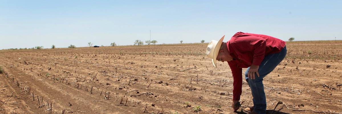 Farmer examining dry conditions