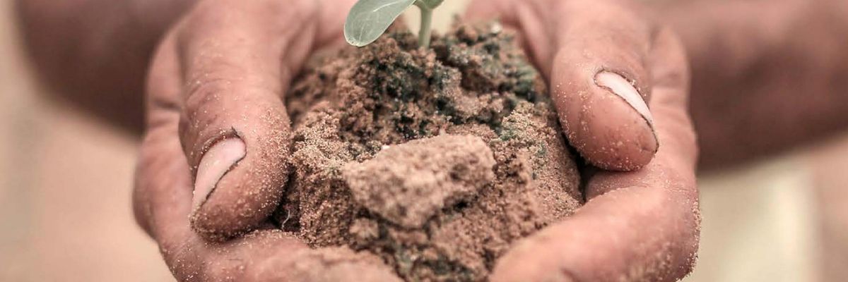 farmer holds seedlings