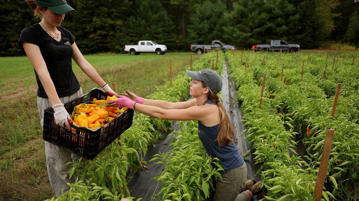 Farmers gather sweet peppers at Hungry Heart Farm