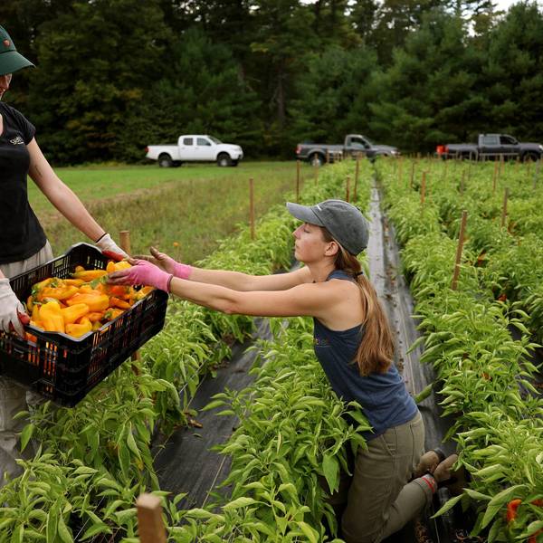 Farmers gather sweet peppers at Hungry Heart Farm