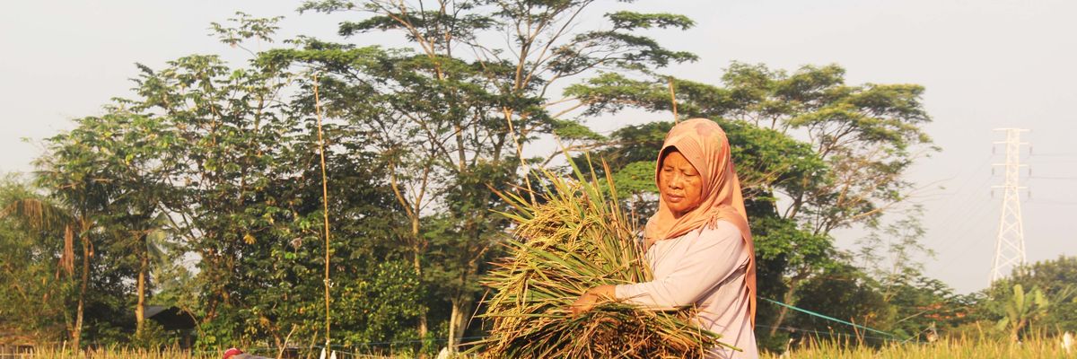 Farmers harvest rice in Indonesia