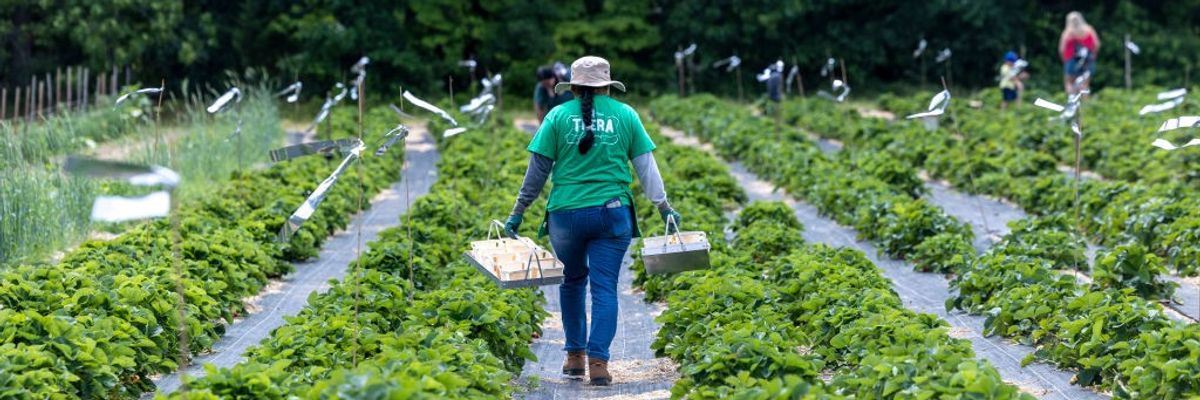 Farmers tend the crops at Thera Farms