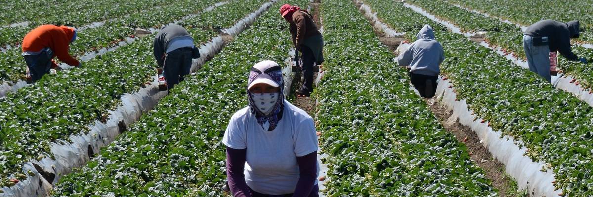 Farmworkers harvest strawberries.