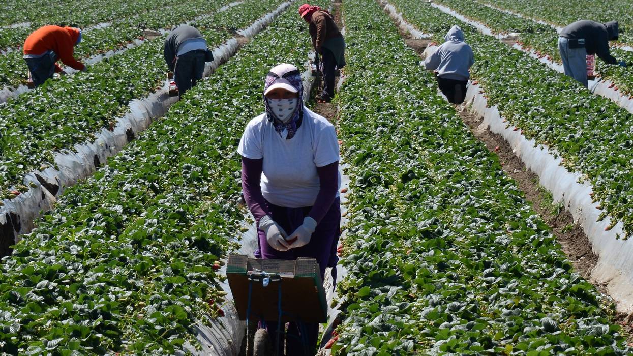 Farmworkers harvest strawberries.