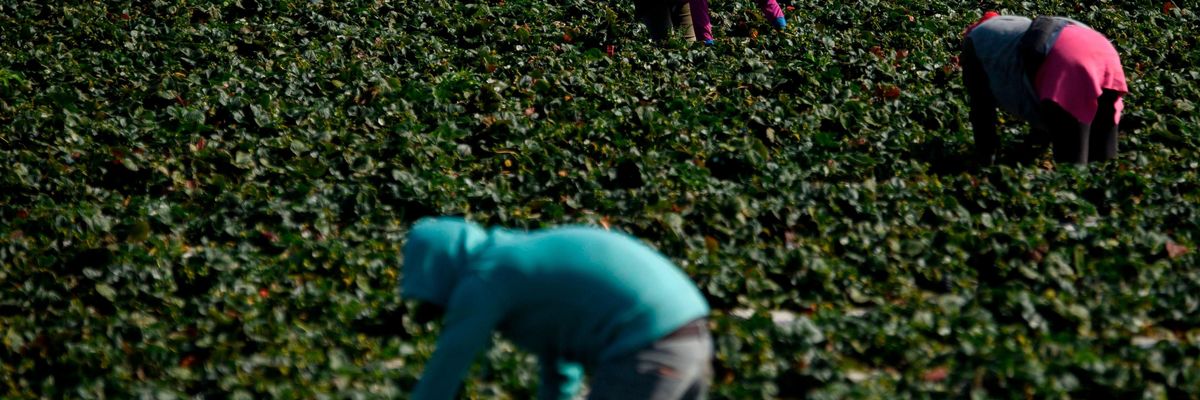 Farmworkers in the fields in California