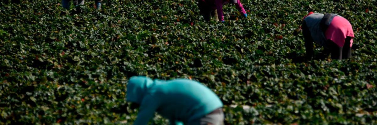 'Huge Victory': Federal Appeals Court Orders EPA to Ban All Food Uses of Toxic Pesticide Chlorpyrifos