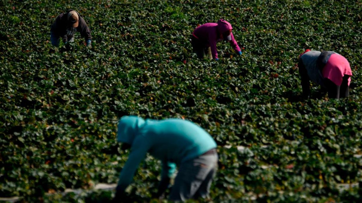 'Huge Victory': Federal Appeals Court Orders EPA to Ban All Food Uses of Toxic Pesticide Chlorpyrifos
