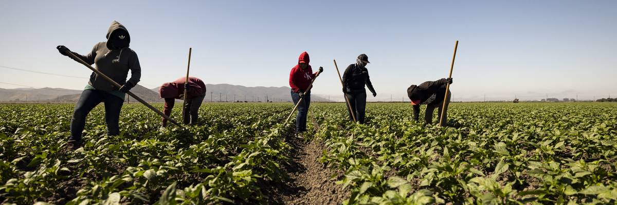 Farmworkers weed a field in Camarillo, California