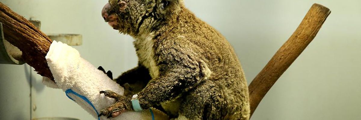 Thousands of Koalas Feared Dead in Australia Wildfires