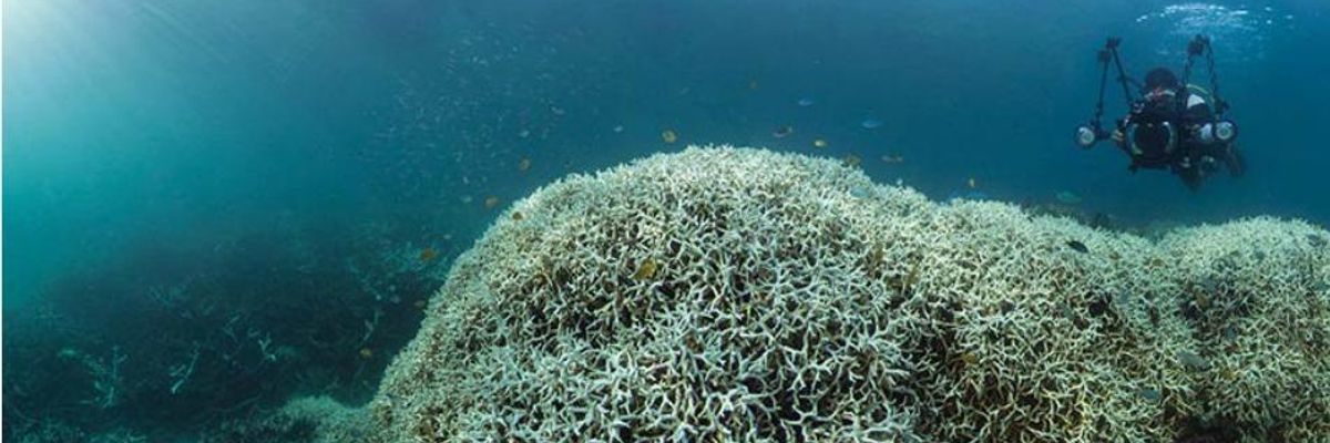 'Red Alert': Great Barrier Reef Severe Bleaching Raised To Highest Threat Level