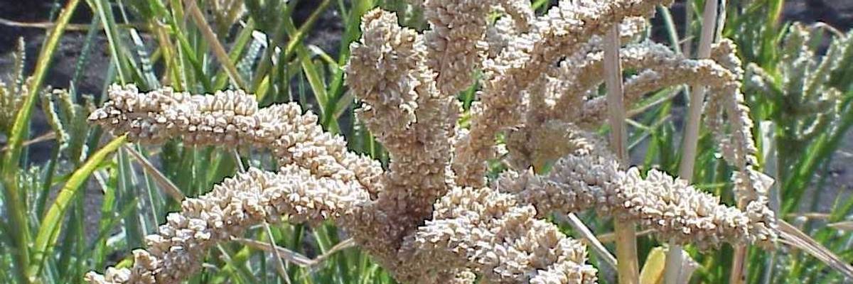 Finger millet