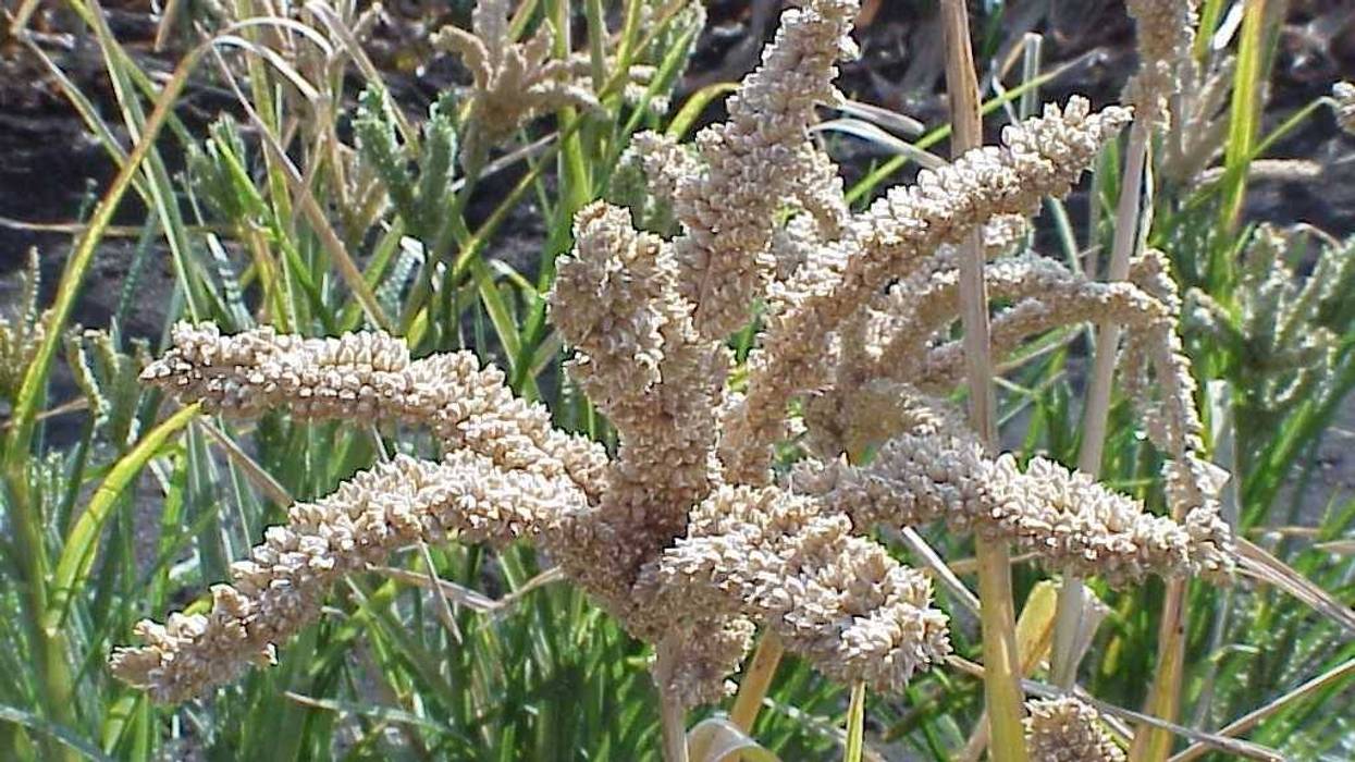 Finger millet