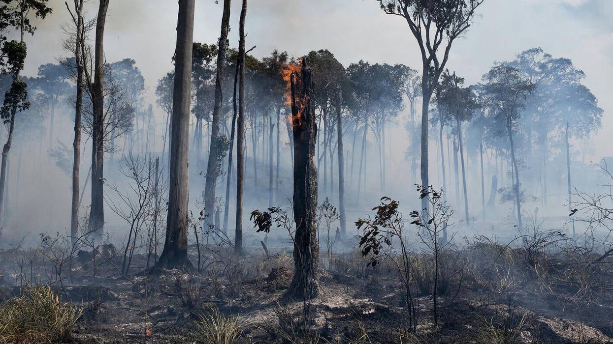 No Blank Check for Enemies of the Environment in Brazil