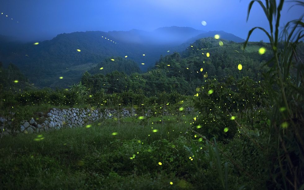 Fireflies in a meadow at dusk.