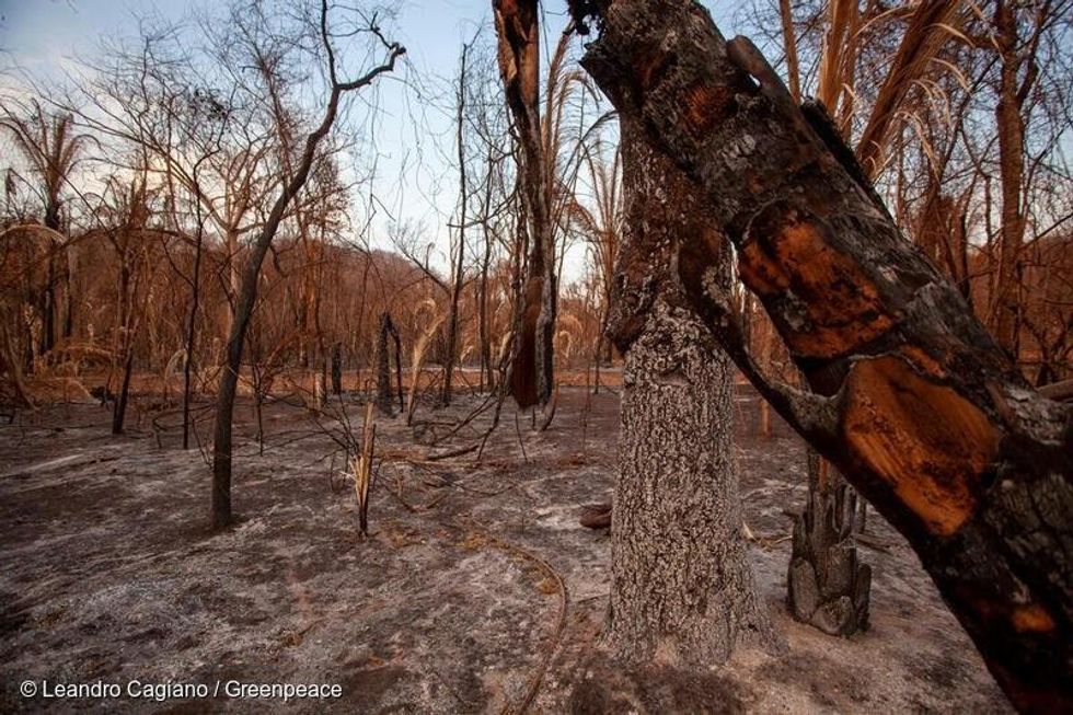 Fires have devastated a third of Pantanal wetlands, home of unique species such as the spotted jaguar and macaws. (Photo: Leandro Cagiano/Greenpeace)