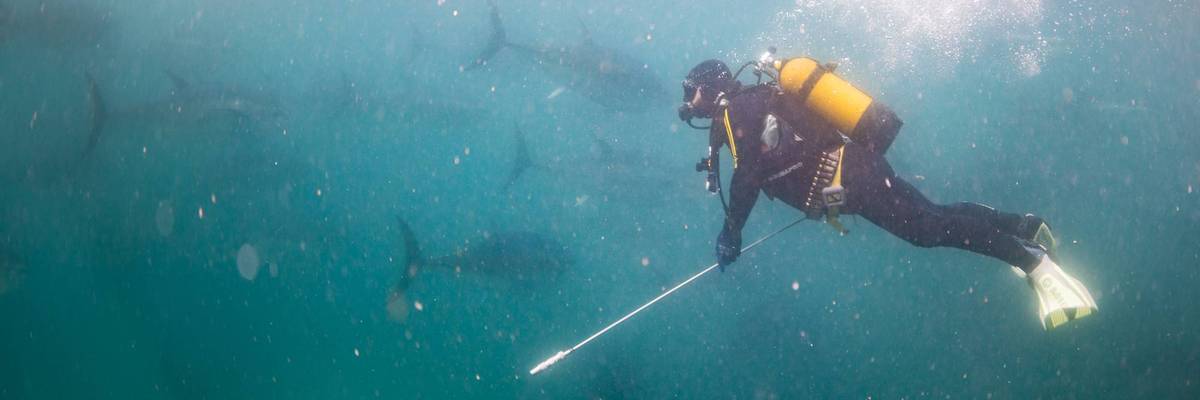 Fish farms begin annual harvest of True tunas at Mediterranean Sea