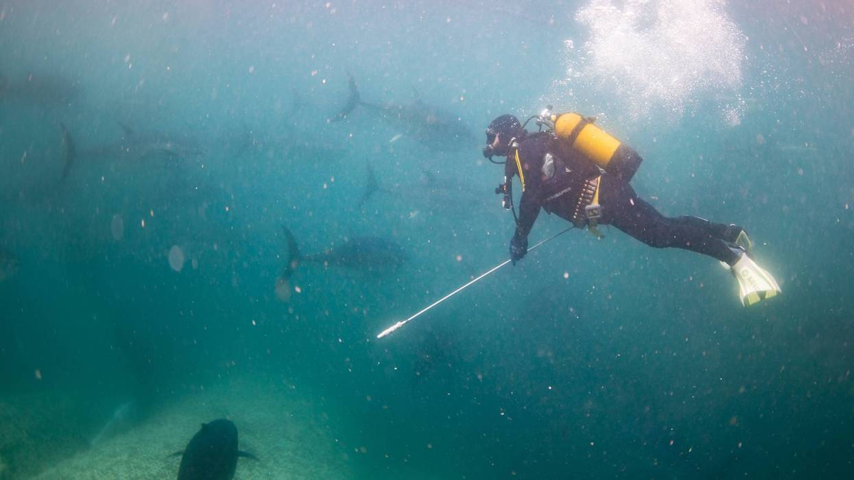 Fish farms begin annual harvest of True tunas at Mediterranean Sea
