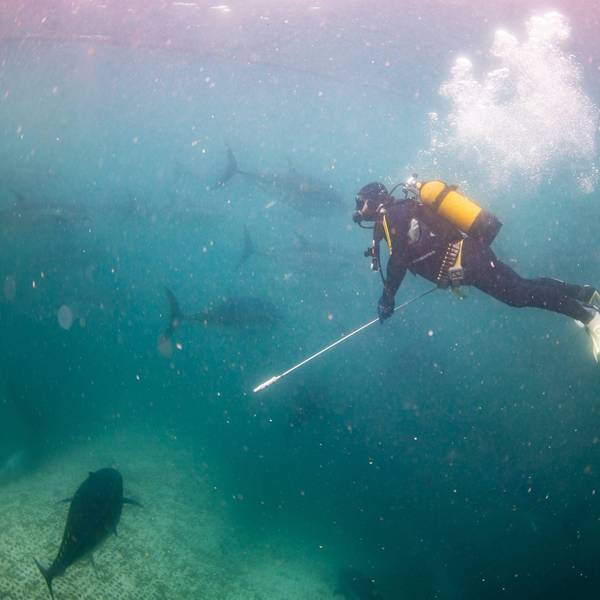 Fish farms begin annual harvest of True tunas at Mediterranean Sea