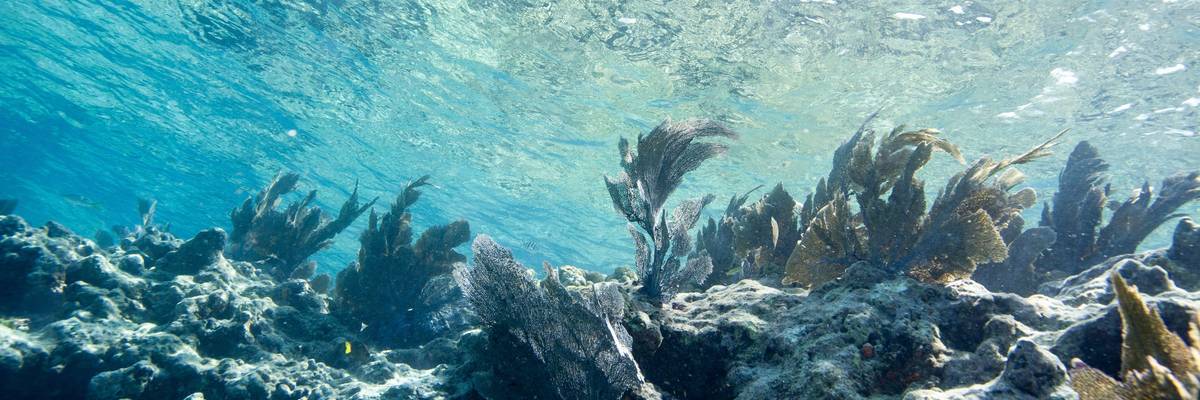 Fish swim around a coral reef in Key West, Florida