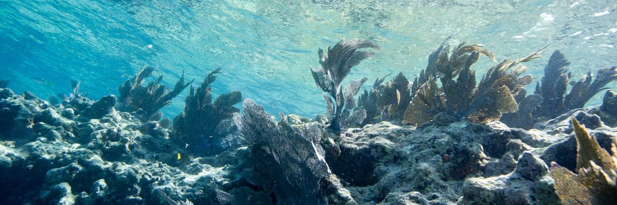 Fish swim around a coral reef in Key West, Florida.