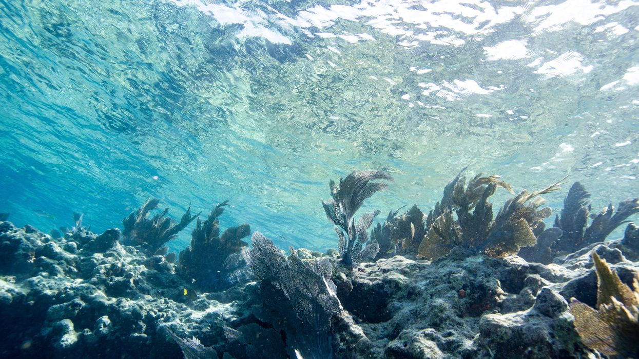 Fish swim around a coral reef in Key West, Florida