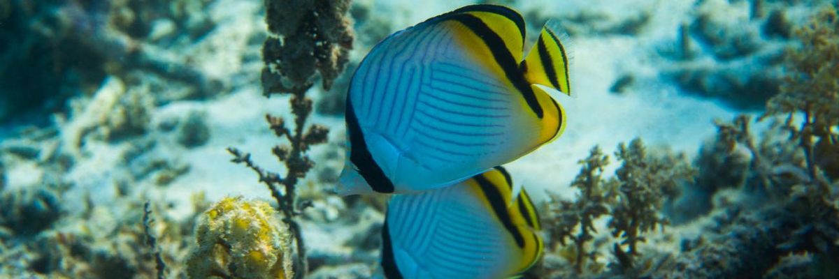 Fish swim near the ocean floor