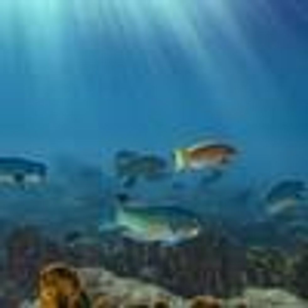 Fish swimming in ocean