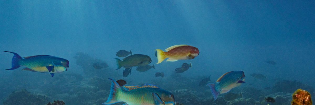 Fish swimming in ocean