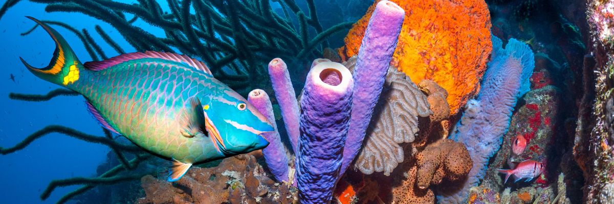 fish swims by coral near bonaire