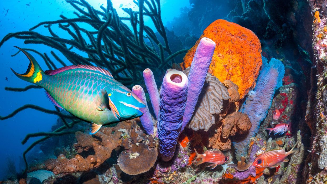 fish swims by coral near bonaire