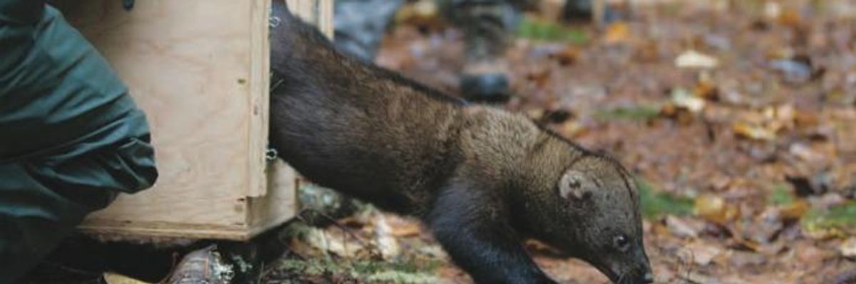 Without Urgent Action, Warn Wildlife Experts, One-Third of US Species at Risk of Extinction