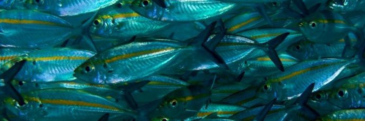 As World's Oceans Warm, Hundreds of Fish Species Forced to Swim for Their Lives