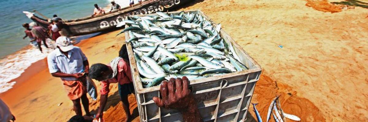 Global Warming Decimating World Fisheries--And Studies Warn It's On Track to Get Worse Without Urgent Action