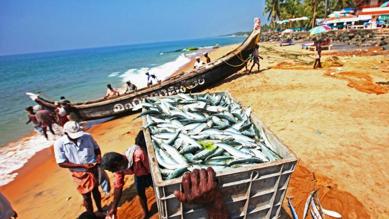 Global Warming Decimating World Fisheries--And Studies Warn It's On Track to Get Worse Without Urgent Action