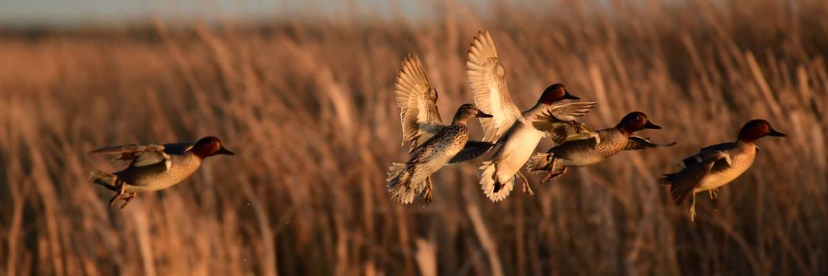Five green-winged teals flying over water at Seedskadee National Wildlife Refuge in Wyoming.