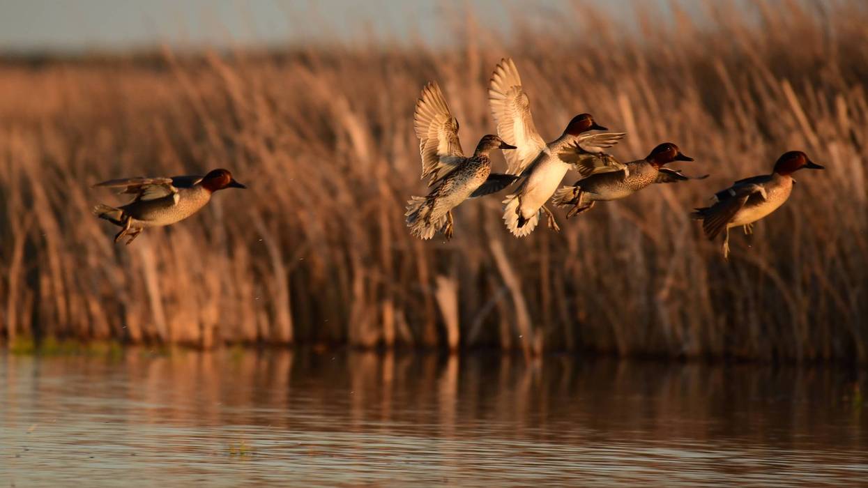 Five green-winged teals flying over water at Seedskadee National Wildlife Refuge in Wyoming.