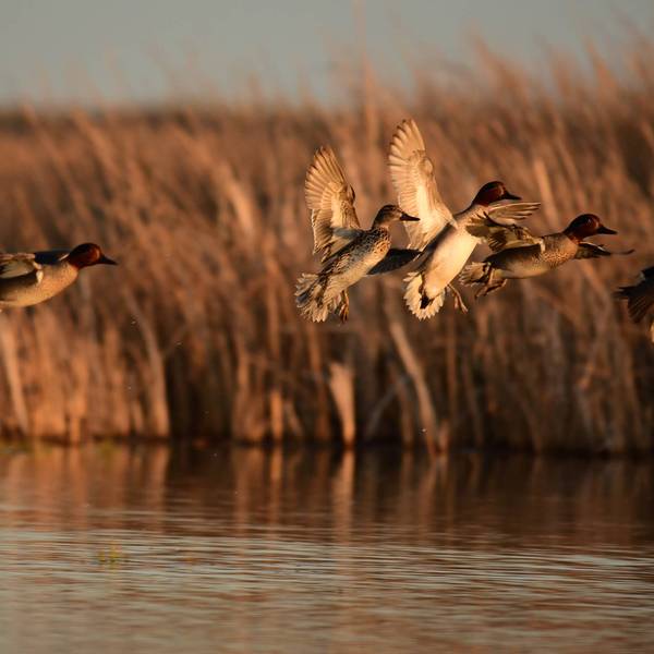 Five green-winged teals flying over water at Seedskadee National Wildlife Refuge in Wyoming.