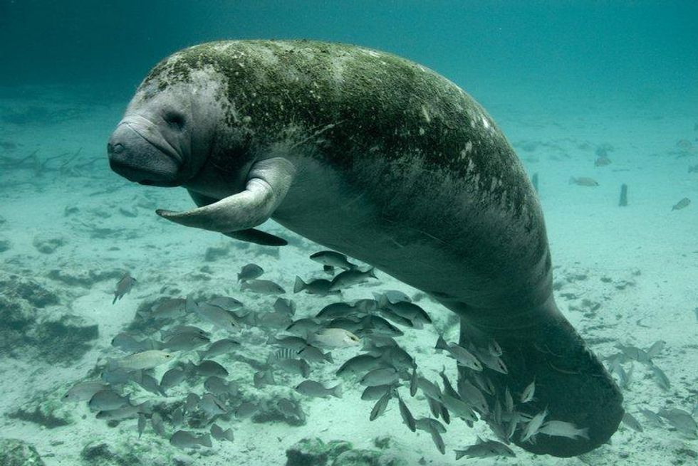 Florida_manatee_Flickr_USFWS_FPWC_commercial.max-800x800.jpg