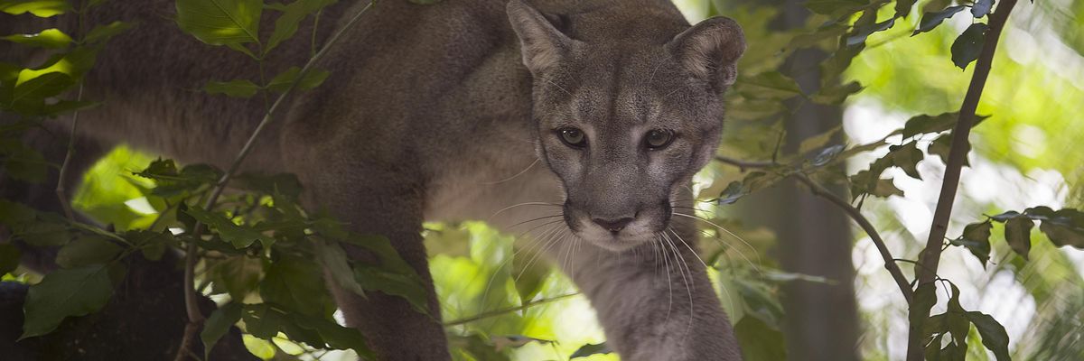 Florida panther