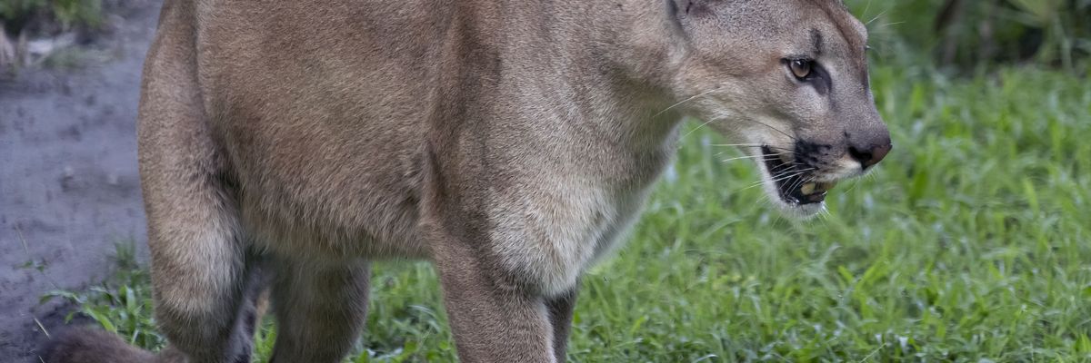 Florida panther