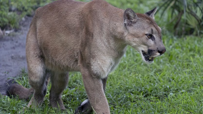 Florida panther