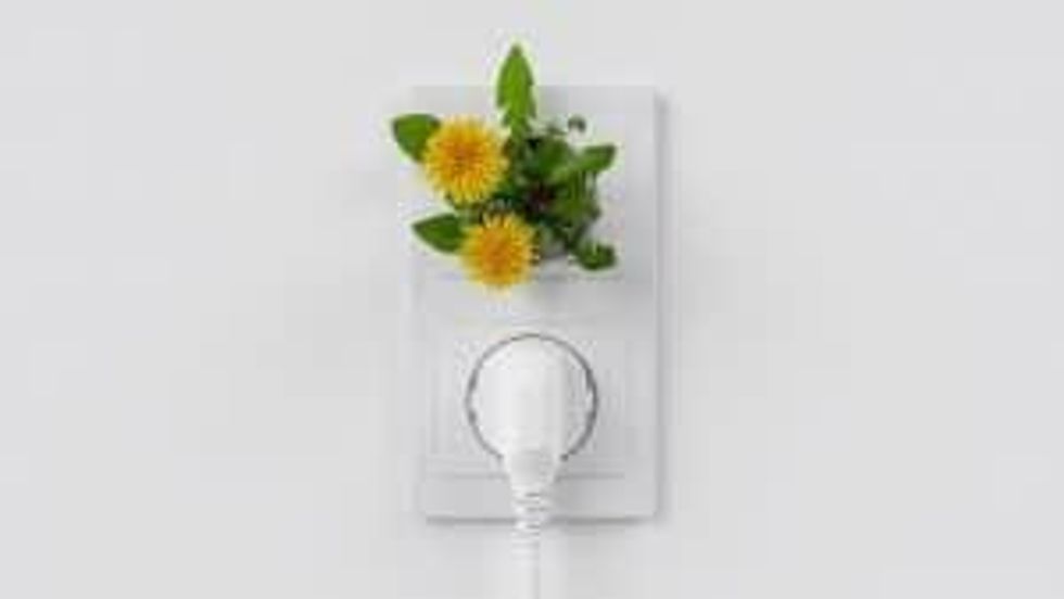 flower blossoming in power outlet