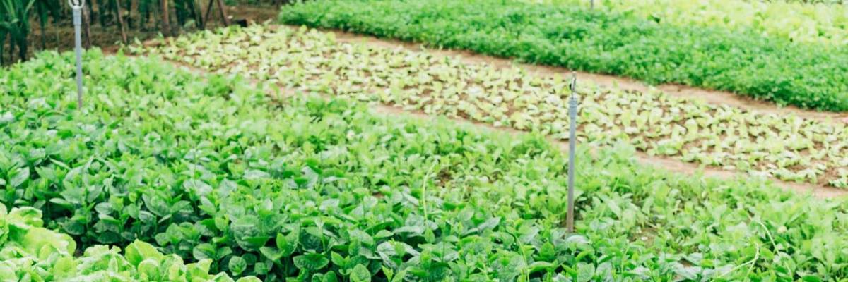 Agroecology as Innovation