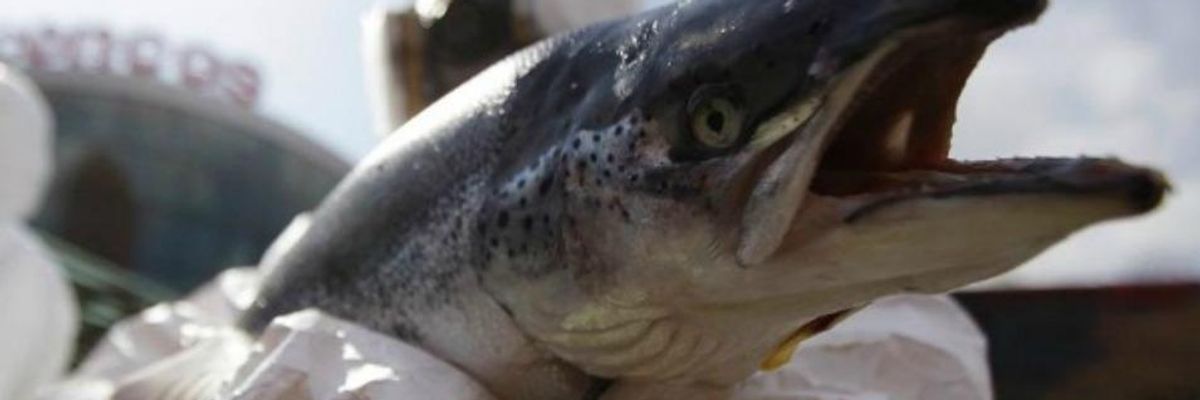 Emergency Lawsuit Filed To Fight FDA Approval of 'Frankenfish'
