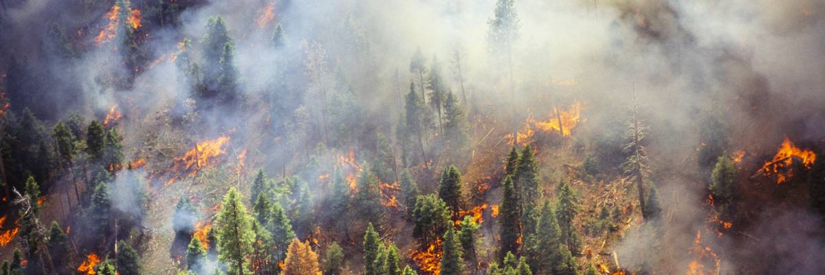 Forest Fire and the tipping points they represent