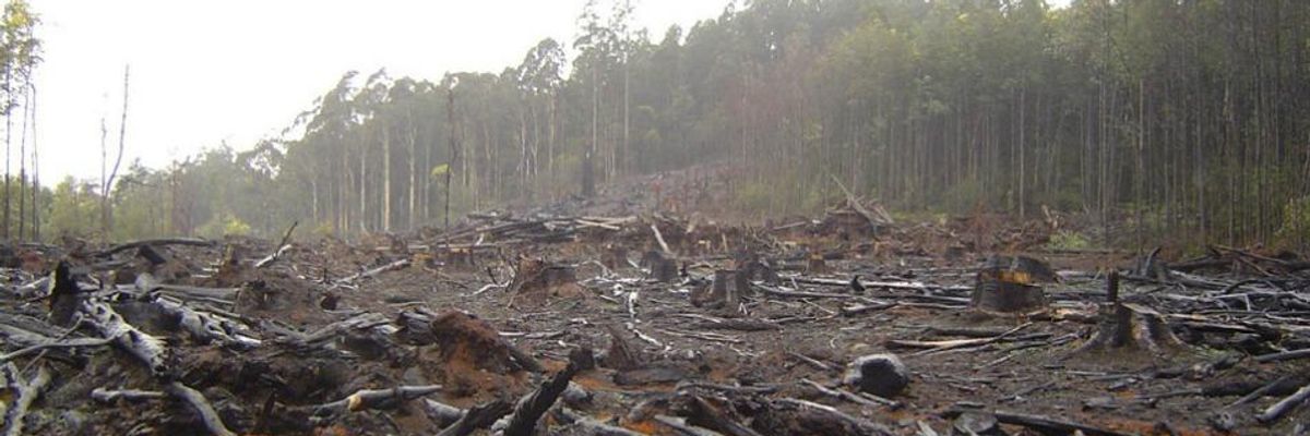 Forests Need Laws, Not Loopholes