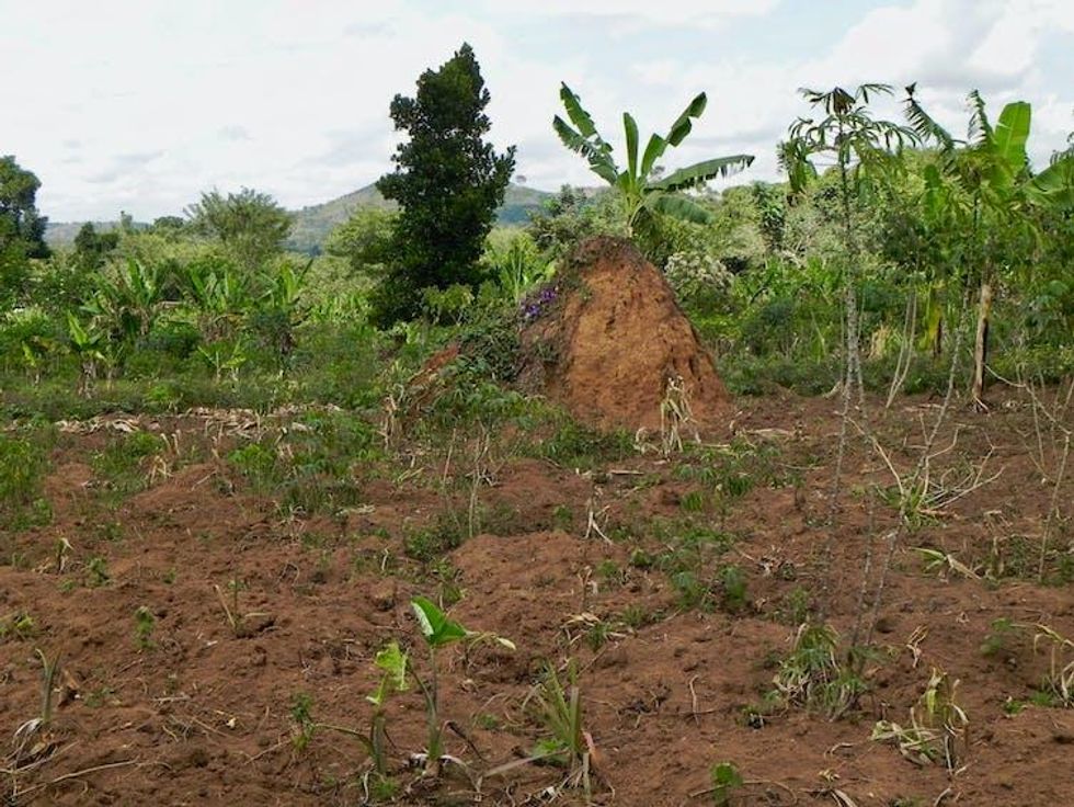 Forest restoration on small farms bordering Mpanga Forest Reserve, Uganda, can bring high levels of benefits and is relatively feasible to achieve. (Photo: Robin Chazdon, CC BY-ND)