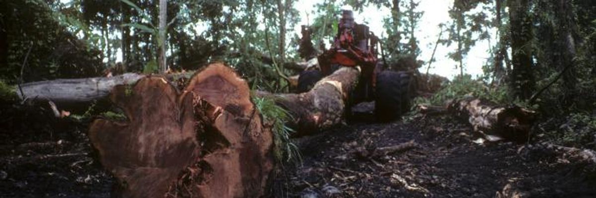 The Need for a Climate Action Plan That Puts Forests Front and Center Is Clearer Than Ever