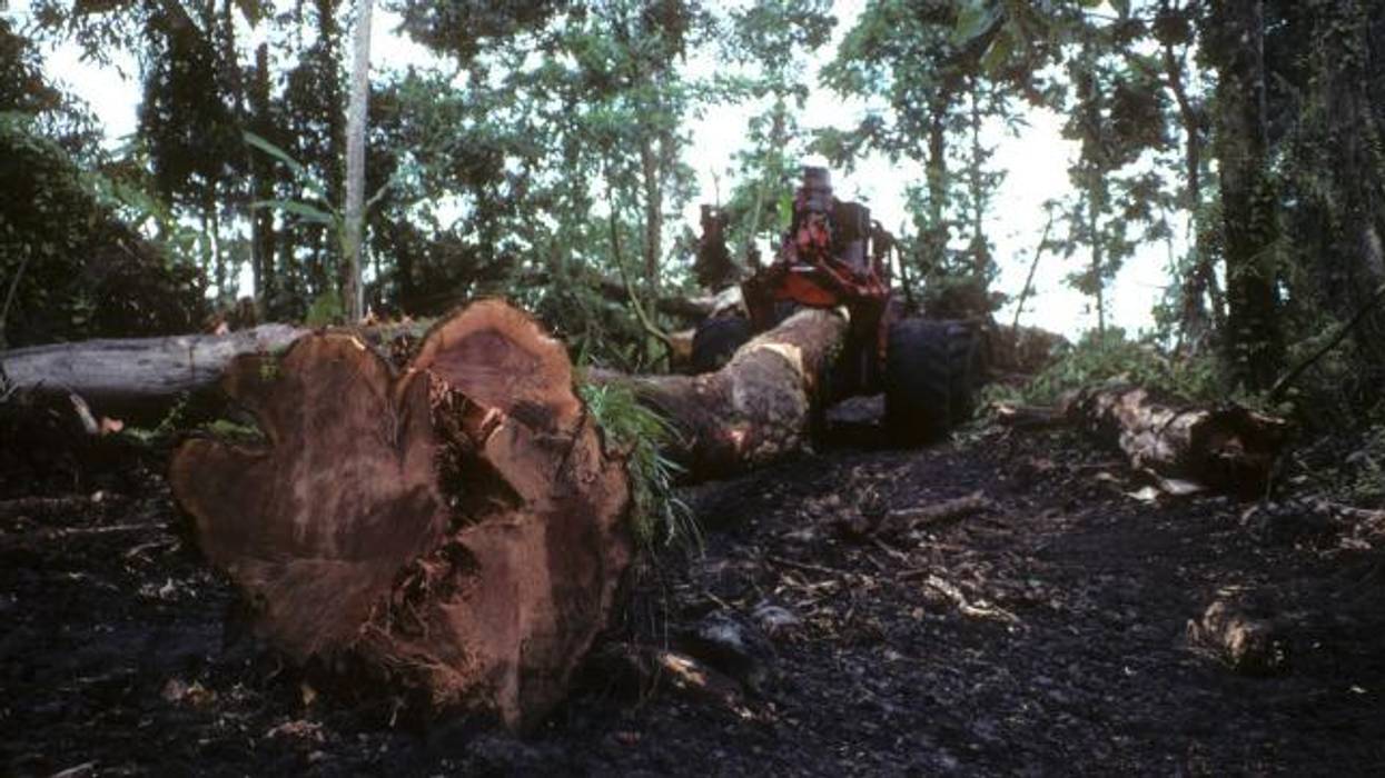 The Need for a Climate Action Plan That Puts Forests Front and Center Is Clearer Than Ever